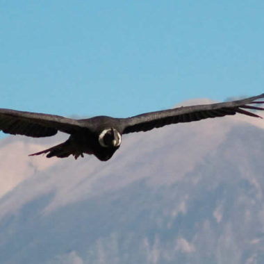 Flight of the Condor