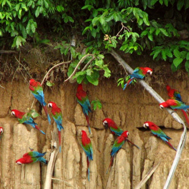 Macaw clay licks - Manu